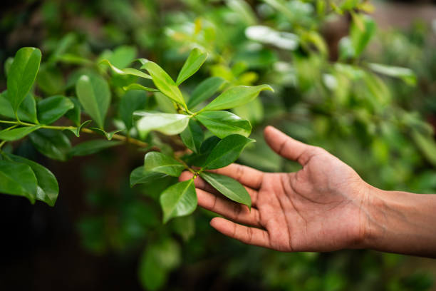 Professional Tree Care Services in Columbus Af, MS